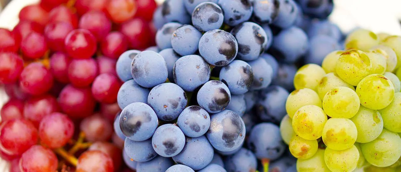 Cheers! Is Red wine to treat all Major diseases in the USA Studies and Results