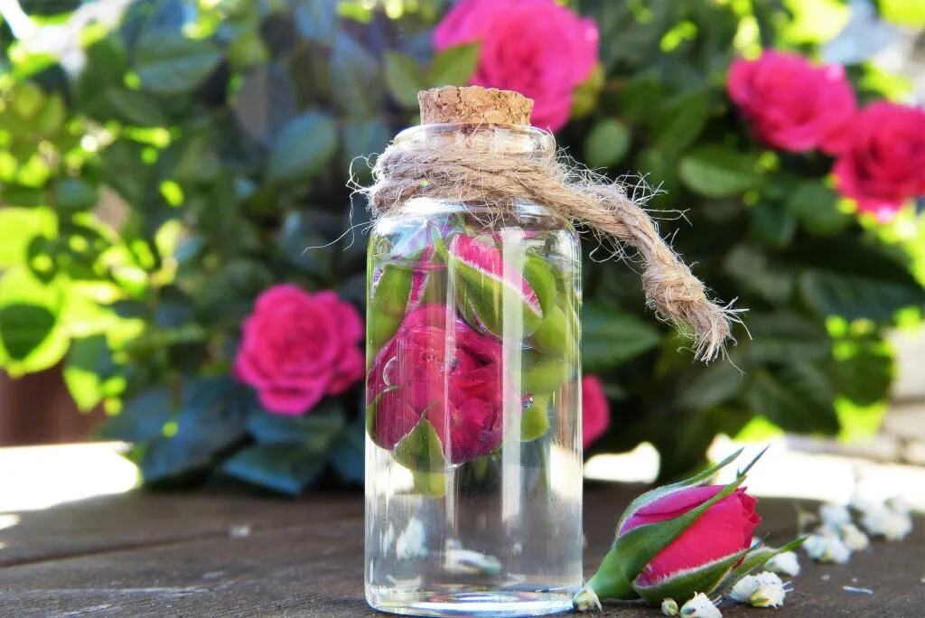 14 Incredible Health Benefits of Romantic Rose Oil.